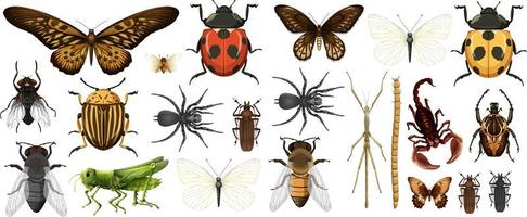 Colección de diferentes insectos aislado sobre fondo blanco. vector