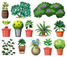 Set of different plants in pots isolated on white background vector