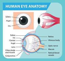 diagrama de la anatomía del ojo humano con etiqueta vector