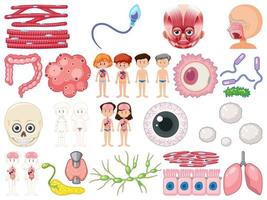 Set of human inner organs isolated on white background vector