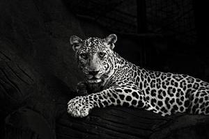 Greyscale photo of lying leopard