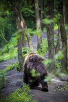 Grizzly bear walking in a forest photo