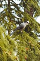 Bird on tree during daytime photo