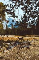 Landscape through leaves photo