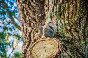 Brown squirrel on a tree photo
