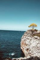 árbol en una roca cerca del agua foto