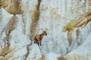 Mallorca, Spain, 2020 - Painting of a moose on a wall of a cave photo