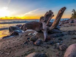 Driftwood en la orilla del mar durante la hora dorada foto