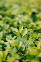 Close-up of green leaves on a bush photo