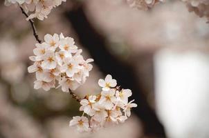 Close-up of white cherry blossoms photo