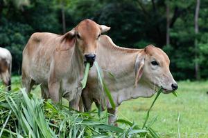 Cows eating plants