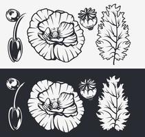 Botanical illustrations set. Poppy flowers. vector