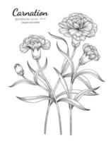 Carnation Flower and Leaf Hand Drawn Designs vector