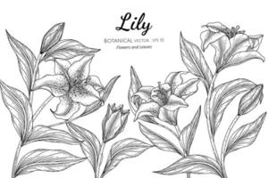 Hand drawn lily flower and leaf bouquet vector