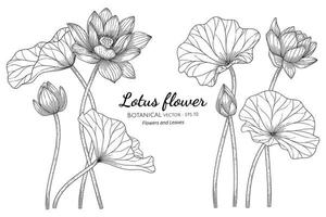 flor de loto dibujada a mano y hojas
