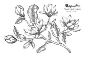 Hand drawn magnolia flower and leaves vector