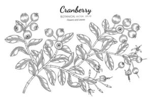 Hand drawn cranberry fruit line art branches vector