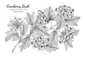 Hand drawn cranberry line art bushes vector