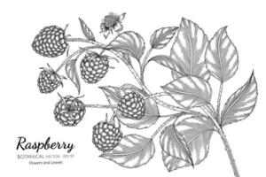 Hand drawn raspberry branches line art vector