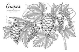 Hand drawn grape line art branches vector