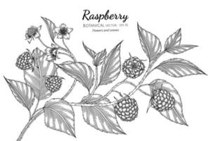 Hand drawn raspberry branches line art vector