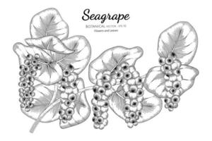 Hand drawn seagrape branches line art vector