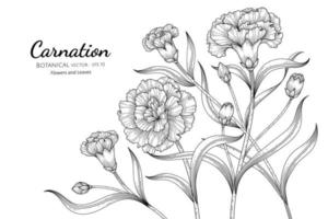 Carnation Flower and Leaf Hand Drawn Designs vector