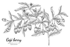 Hand drawn goji berry branches line art vector