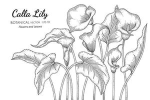 Calla Lily flower and leaf hand drawn, botanical line art vector