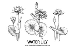 Sketch Floral decorative set. Water lily flower drawings. Black line art isolated on white backgrounds. Hand Drawn Botanical Illustrations. Elements vector.
