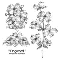 Sketch Floral decorative set. dogwood flower drawings. Black line art isolated on white backgrounds. Hand Drawn Botanical Illustrations. Elements vector. vector