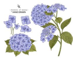 Hydrangea flower hand drawn elements vector