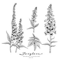 Foxglove flower hand drawn elements vector