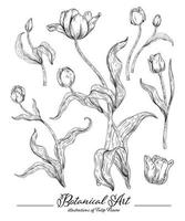 flor de tulipán elementos dibujados a mano vector