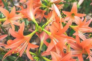 Orange lilies during the day