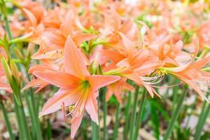 Orange lilies in a garden photo