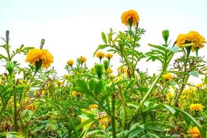 Close-up of yellow flowers in a field photo