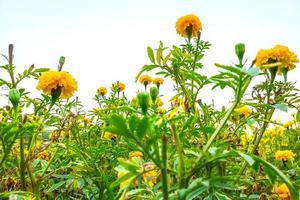 Close-up of yellow flowers in a field photo