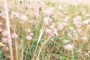 Dandelions in a field photo