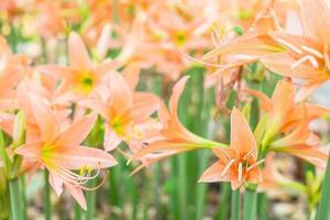 Orange daylilies outside photo