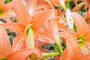 Close-up of orange amaryllis flowers photo