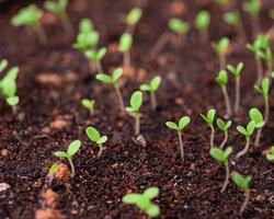 plántulas en una bandeja de plantación foto