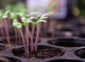 plántulas en una bandeja de plantación foto