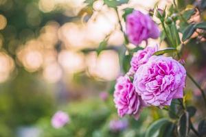 rosas rosadas en un jardín