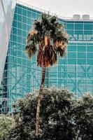 Palm tree near a building photo