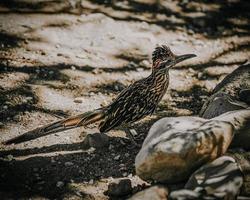 Road runner bird photo