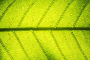 Pattern of a green leaf photo