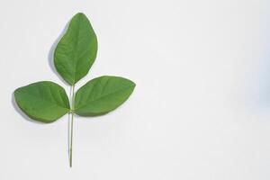 Leaves on white background photo