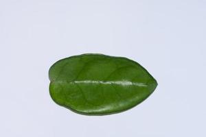 Leaf on white background photo