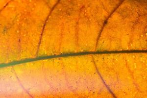 Yellow leaf close-up photo